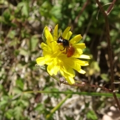 Exoneura sp. (genus) (A reed bee) at Jagumba, NSW - 17 Feb 2019 by JanetRussell