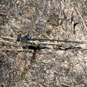 Austroargiolestes icteromelas at Paddys River, ACT - 21 Feb 2019