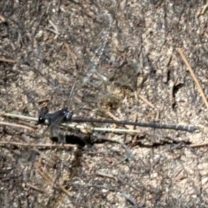 Austroargiolestes icteromelas at Paddys River, ACT - 21 Feb 2019