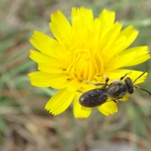 Lasioglossum (Chilalictus) lanarium at Ainslie, ACT - 5 Mar 2019