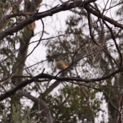 Acanthiza chrysorrhoa (Yellow-rumped Thornbill) at Deakin, ACT - 13 Mar 2019 by JackyF