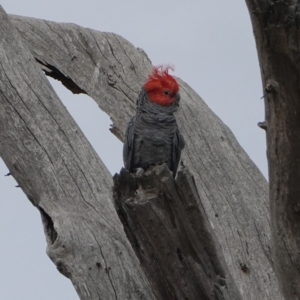 Callocephalon fimbriatum at Hughes, ACT - suppressed