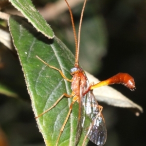 Netelia sp. (genus) at Paddys River, ACT - 21 Feb 2019