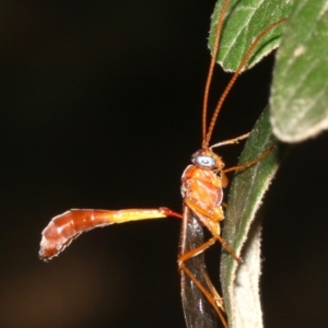 Netelia sp. (genus) at Paddys River, ACT - 21 Feb 2019