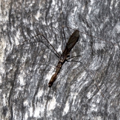 Leistarches serripes (Mantis assassin bug) at Acton, ACT - 10 Mar 2019 by jbromilow50