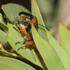 Aporocera (Aporocera) consors (A leaf beetle) at Higgins, ACT - 13 Mar 2019 by AlisonMilton