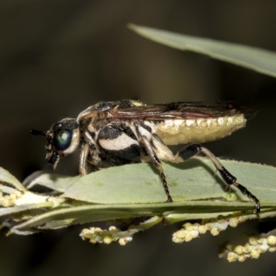 Pergidae sp. (family) (Unidentified Sawfly) at Higgins, ACT - 13 Mar 2019 by AlisonMilton