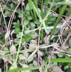 Alternanthera denticulata (Lesser Joyweed) at Molonglo River Reserve - 14 Mar 2019 by JaneR