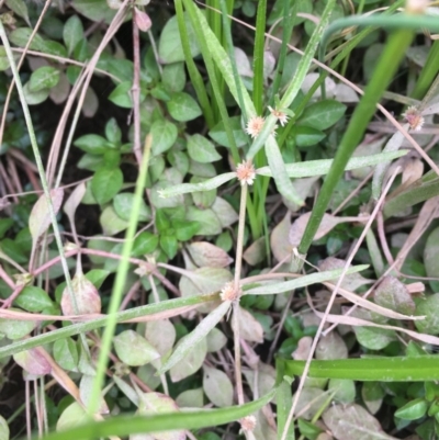 Alternanthera denticulata (Lesser Joyweed) at Molonglo River Reserve - 14 Mar 2019 by JaneR