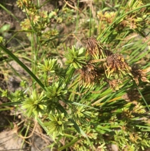 Cyperus eragrostis at Molonglo River Reserve - 14 Mar 2019