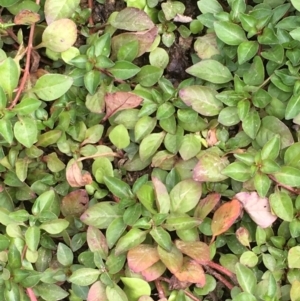 Ludwigia palustris at Molonglo River Reserve - 14 Mar 2019