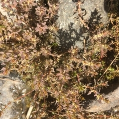 Myriophyllum verrucosum (Red Water-milfoil) at Molonglo Valley, ACT - 14 Mar 2019 by JaneR