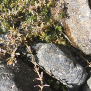 Myriophyllum verrucosum at Molonglo River Reserve - 14 Mar 2019