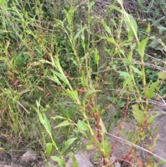 Persicaria hydropiper (Water Pepper) at Molonglo Valley, ACT - 14 Mar 2019 by JaneR