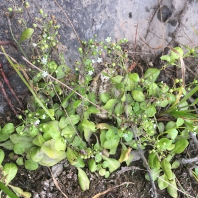 Samolus valerandi (Brookweed) at Molonglo River Reserve - 14 Mar 2019 by JaneR