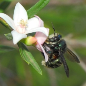 Xylocopa (Lestis) aerata at Acton, ACT - 14 Mar 2019