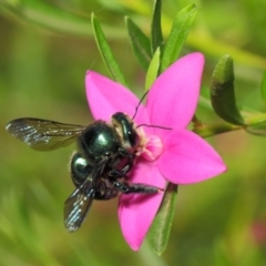 Xylocopa (Lestis) aerata at Acton, ACT - 14 Mar 2019 02:15 PM