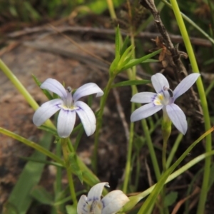 Isotoma fluviatilis subsp. australis at Banks, ACT - 16 Feb 2019