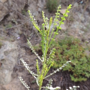 Indigofera adesmiifolia at Banks, ACT - 16 Feb 2019 06:05 PM