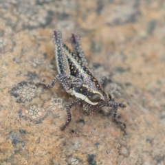 Monistria concinna (Southern Pyrgomorph) at Uriarra, NSW - 15 Mar 2019 by rawshorty