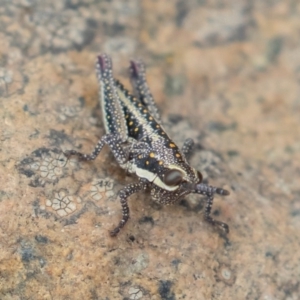 Monistria concinna at Uriarra, NSW - 15 Mar 2019 10:56 AM