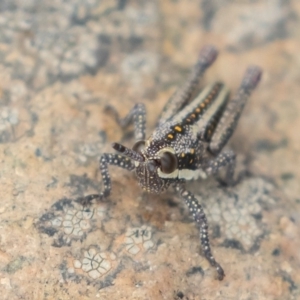 Monistria concinna at Uriarra, NSW - 15 Mar 2019 10:56 AM