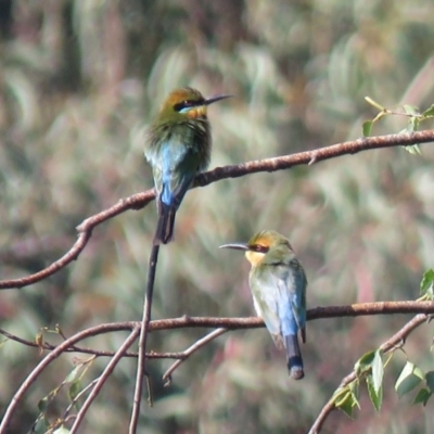 Merops ornatus (Rainbow Bee-eater) at Fadden, ACT - 15 Mar 2019 by KumikoCallaway