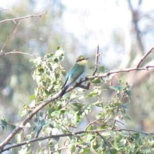 Merops ornatus at Fadden, ACT - 15 Mar 2019 04:03 PM