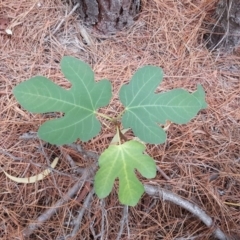 Ficus carica (Fig) at Isaacs, ACT - 15 Mar 2019 by Mike