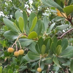 Arbutus unedo (Strawberry Tree) at Isaacs, ACT - 15 Mar 2019 by Mike