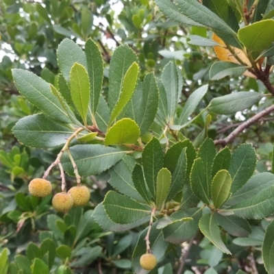 Arbutus unedo (Strawberry Tree) at Isaacs, ACT - 15 Mar 2019 by Mike