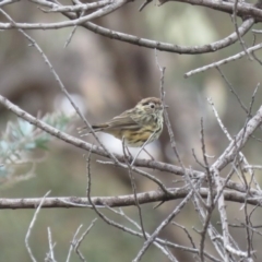 Pyrrholaemus sagittatus (Speckled Warbler) at Fadden, ACT - 14 Mar 2019 by KumikoCallaway