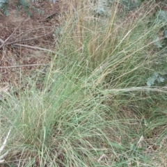 Eragrostis curvula (African Lovegrass) at Isaacs, ACT - 15 Mar 2019 by Mike