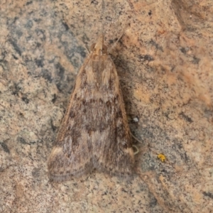 Achyra affinitalis at Uriarra, NSW - 15 Mar 2019