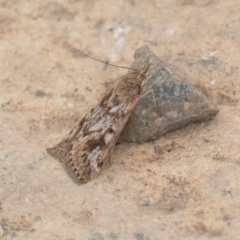 Achyra affinitalis at Uriarra, NSW - 15 Mar 2019