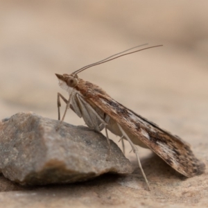 Achyra affinitalis at Uriarra, NSW - 15 Mar 2019