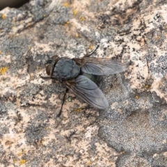 Calliphora sp. (genus) (Unidentified blowfly) at Uriarra, NSW - 15 Mar 2019 by rawshorty