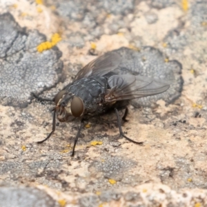 Calliphora sp. (genus) at Uriarra, NSW - 15 Mar 2019