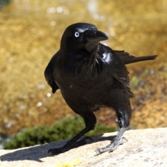 Corvus coronoides (Australian Raven) at Paddys River, ACT - 30 Oct 2018 by HarveyPerkins