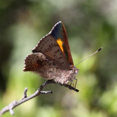 Paralucia aurifera (Bright Copper) at Paddys River, ACT - 30 Oct 2018 by HarveyPerkins