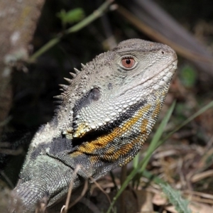 Intellagama lesueurii howittii at Paddys River, ACT - 30 Oct 2018 02:02 PM