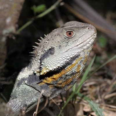 Intellagama lesueurii howittii (Gippsland Water Dragon) at Paddys River, ACT - 30 Oct 2018 by HarveyPerkins