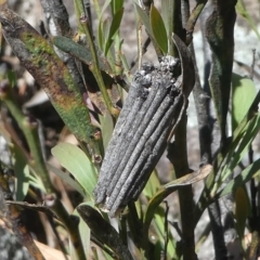 Clania lewinii & similar Casemoths (Parallel stick Case Moths) at Paddys River, ACT - 29 Oct 2018 by HarveyPerkins