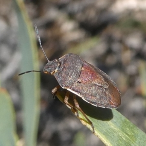 Dictyotus caenosus at Paddys River, ACT - 29 Oct 2018 05:51 PM