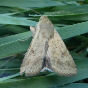 Helicoverpa (genus) at Kambah, ACT - 18 Nov 2018