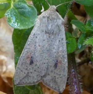 Mythimna (Pseudaletia) convecta at Kambah, ACT - 18 Nov 2018