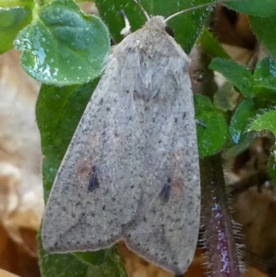 Mythimna (Pseudaletia) convecta (Common Armyworm) at Kambah, ACT - 18 Nov 2018 by HarveyPerkins