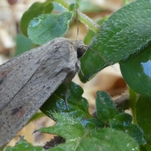 Mythimna (Pseudaletia) convecta at Kambah, ACT - 18 Nov 2018