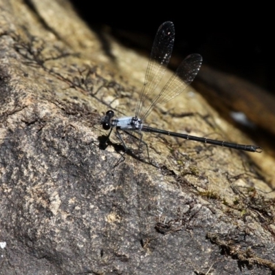 Austroargiolestes calcaris (Powdered Flatwing) at Paddys River, ACT - 29 Dec 2018 by HarveyPerkins