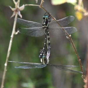 Eusynthemis guttata at Paddys River, ACT - 29 Dec 2018